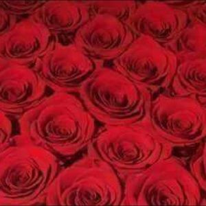 Meet your Posher, Lisbeth